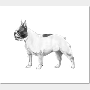 French Bulldog Posters and Art